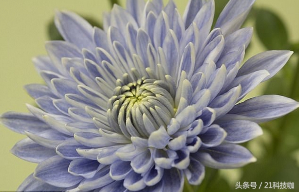 你见过蓝牡丹吗,真的有蓝色的菊花吗