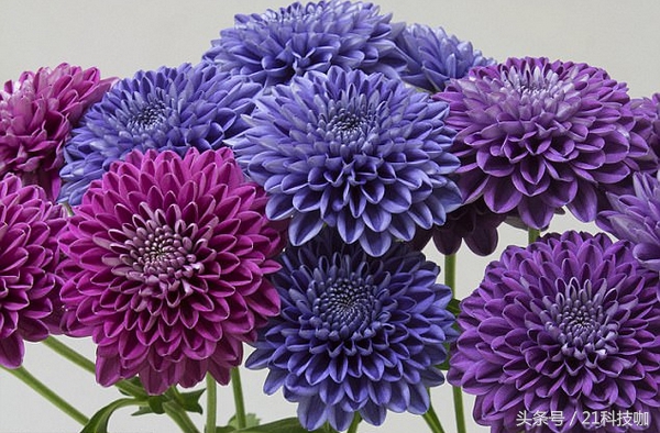 你见过蓝牡丹吗,真的有蓝色的菊花吗