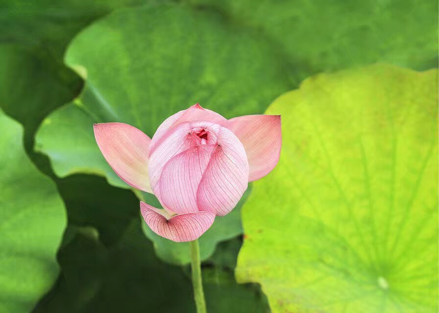 金姑娘昌吉,金姑娘牡丹