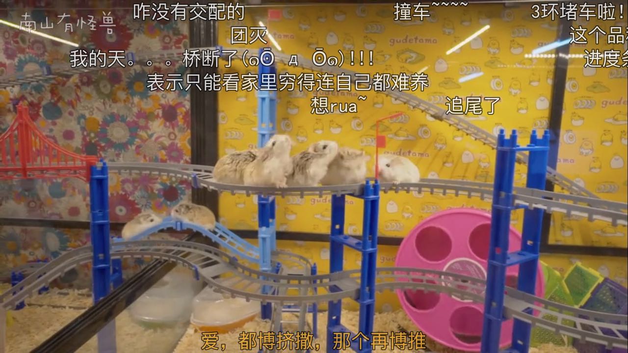 惊喜日三：跟着养仓鼠大神-南山有怪兽，来一起看看高清镜头下仓鼠的小世界是什么样的~
