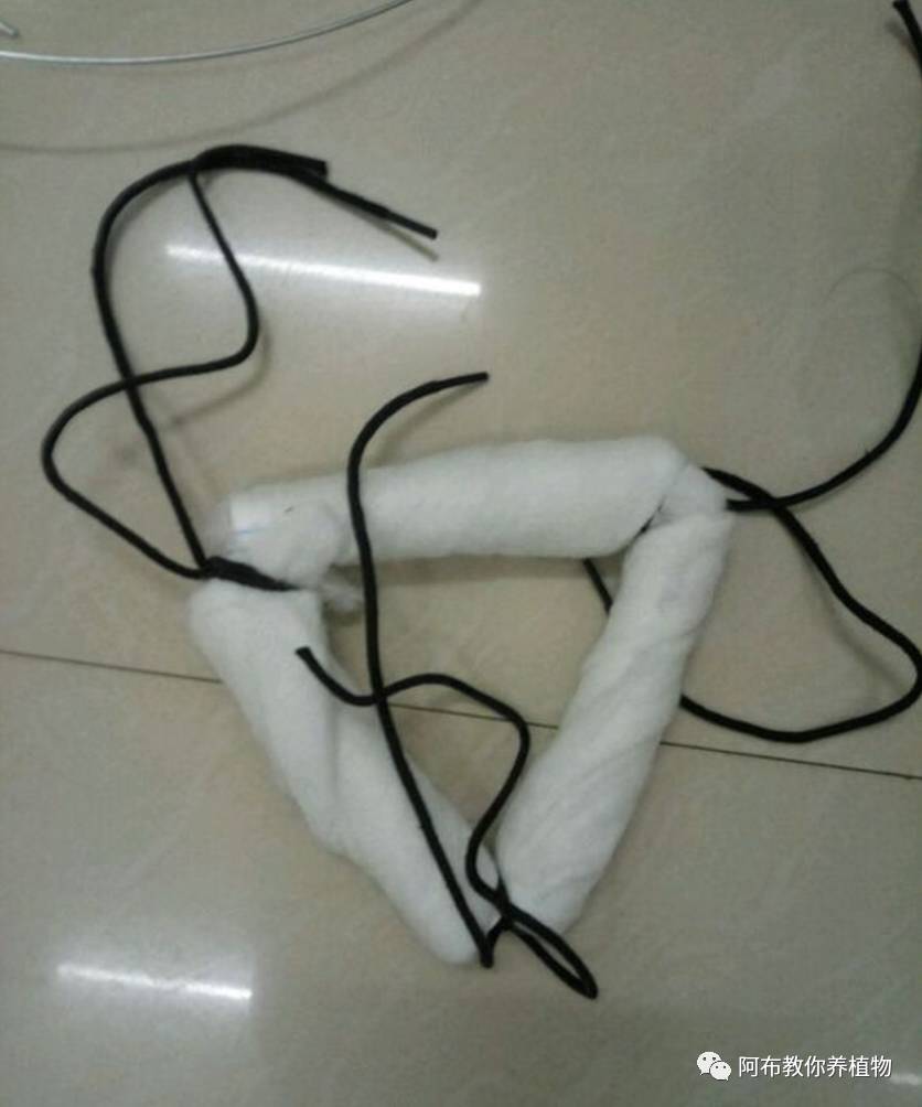 一个鸡蛋就可以让绿萝疯长,让绿萝长得快的方法有哪些