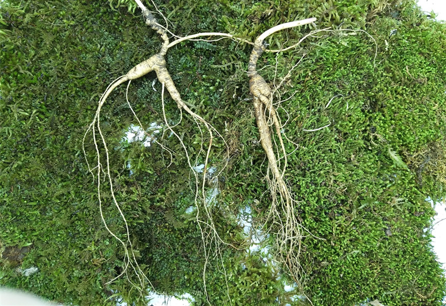 野山参与移山参的区别是什么 (野山参林下参和移山参的区别)