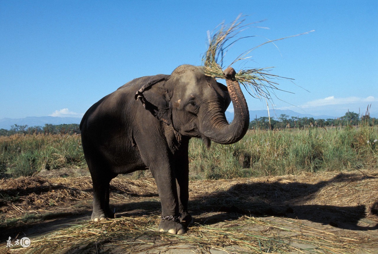 大象恃强凌弱踩死雏雁,大雁联合苍蝇青蛙智取强敌,最终以弱胜强