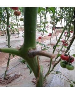 阴天多雨，别让它毁了你辛苦种植的西红柿
