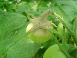 阴天多雨，别让它毁了你辛苦种植的西红柿