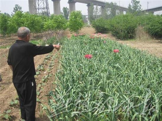 老人误种罂粟被判,老人种罂粟判五年量刑是否重了