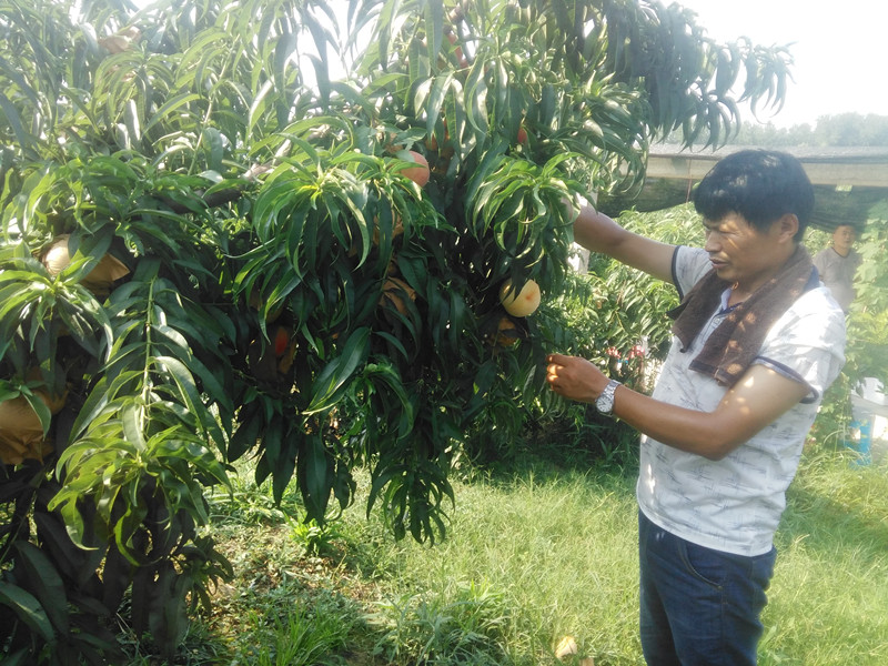 千鸟园宿迁美食,千鸟园桃缘