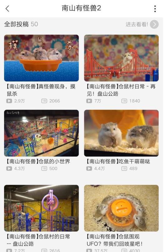 惊喜日三：跟着养仓鼠大神-南山有怪兽，来一起看看高清镜头下仓鼠的小世界是什么样的~