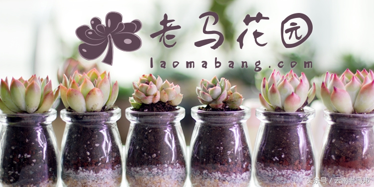 多肉怎么浇水最安全,多肉奇特养法图片