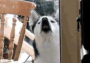 用计谋报复一个人,狗会用什么行为报复主人