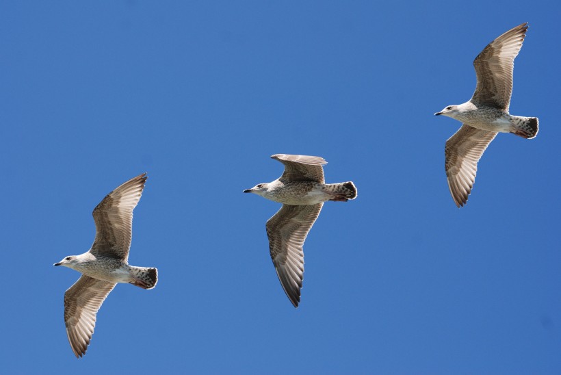 大洋洲最强的国家是澳大利亚吗,世界景色最美的国家新西兰