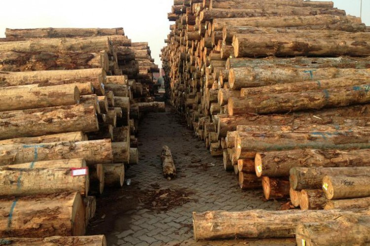 辐射松哪里来,辐射松生长特点是什么