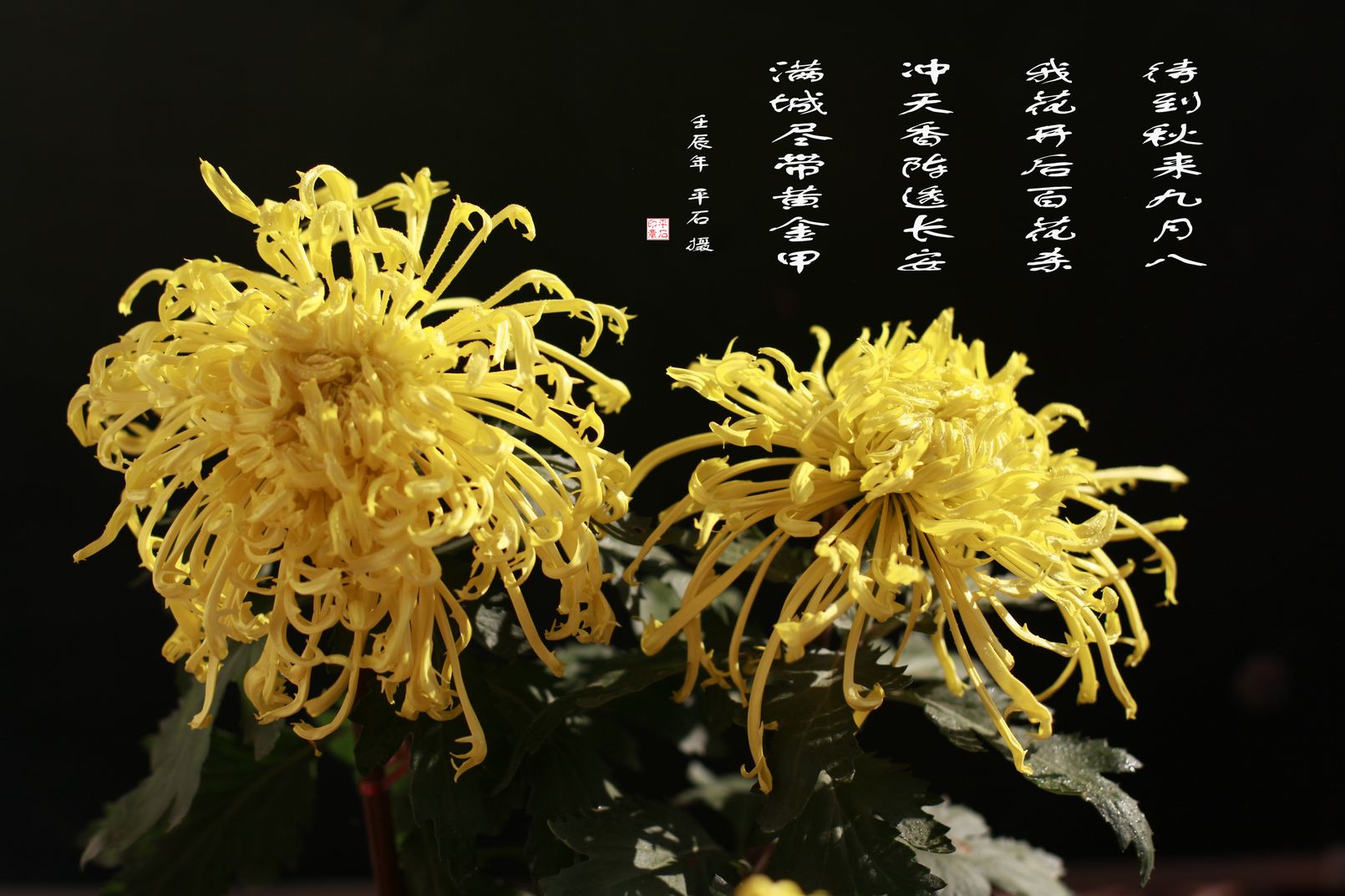 各种常见的花语,一些花的花语