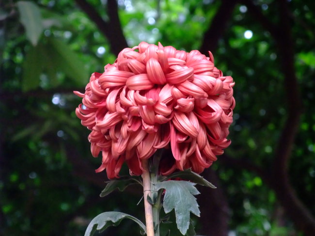 各种常见的花语,一些花的花语