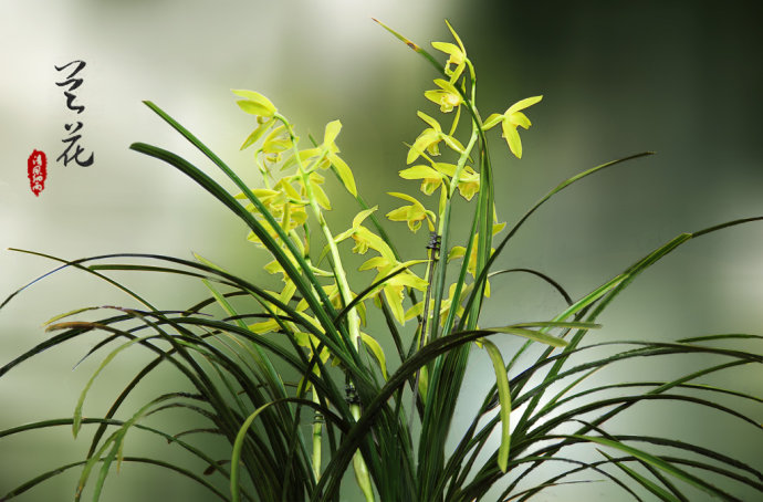 各种常见的花语,一些花的花语