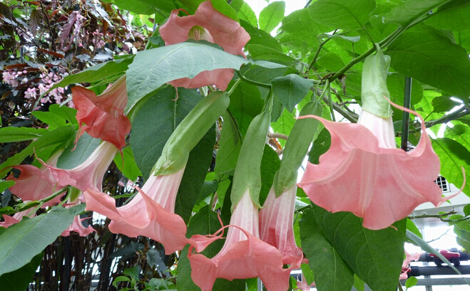 各种常见的花语,一些花的花语