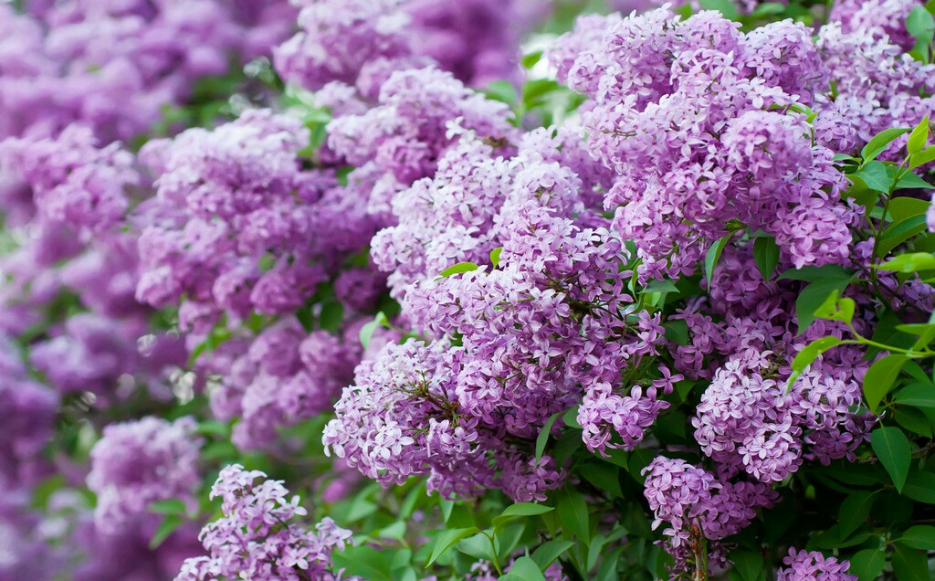 各种常见的花语,一些花的花语