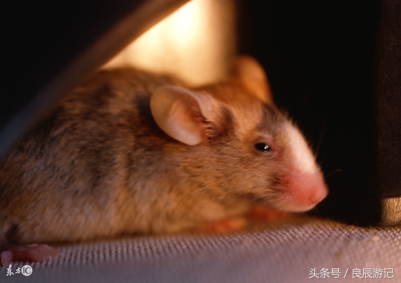 生肖鼠一生运气如何,生肖鼠一生财运怎样