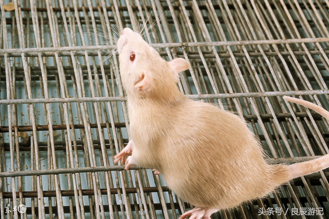 生肖鼠一生运气如何,生肖鼠一生财运怎样