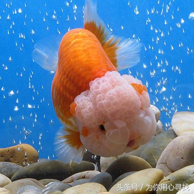 养鱼幽默说说心情,养鱼搞笑朋友圈说说