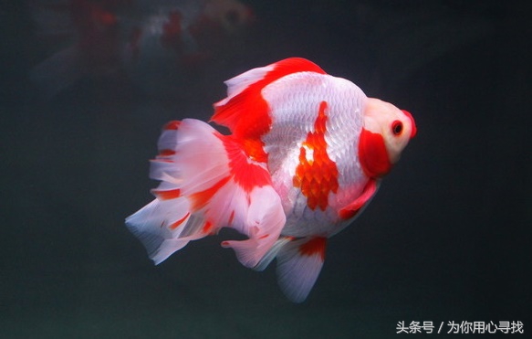 养鱼幽默说说心情,养鱼搞笑朋友圈说说