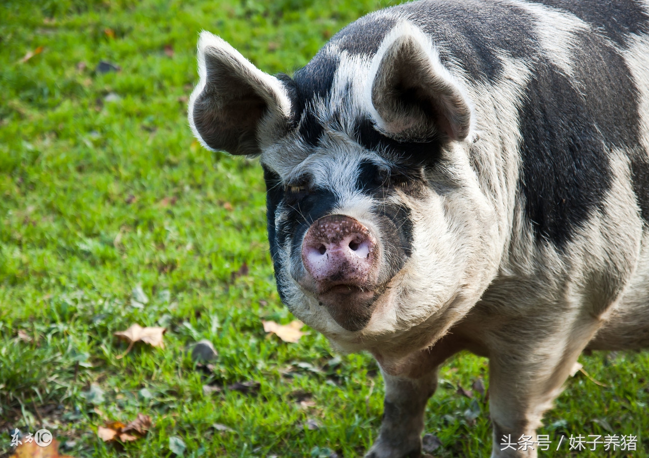 母猪产前产后水肿,养猪人这样来解决