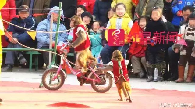 河南新野县耍猿的人,河南新野卖猴子的地方