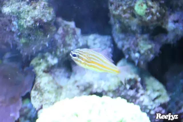 天啊，又是火灾又是炸缸，这可能是最倒霉的鱼友了！