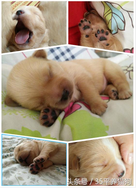 我和我的狗子们:养狗人的心醉幸福二三事儿