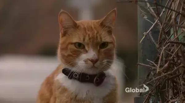 德州午夜,民风彪悍,吸血鬼、女巫、灵媒、杀手皆现身!