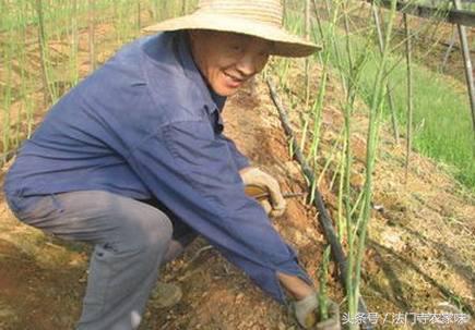 新鲜的芦笋种植技术,芦笋到底为什么被誉为蔬菜之王