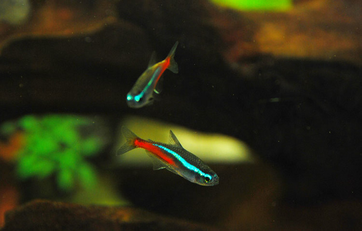 池塘里的鱼陆续死掉是怎么回事,鱼陆续死的原因