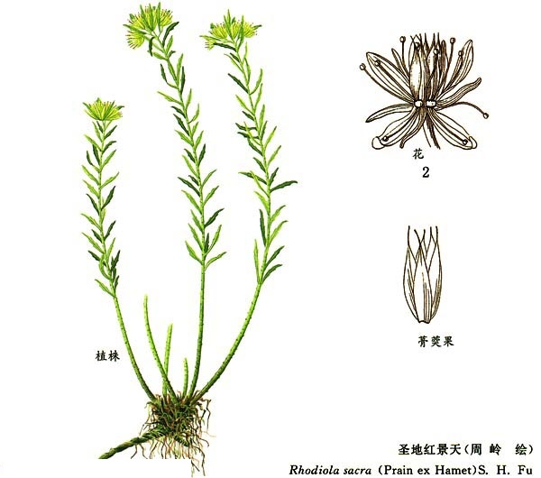 50种常见药材功效之最,中药的常用药材和功效大全