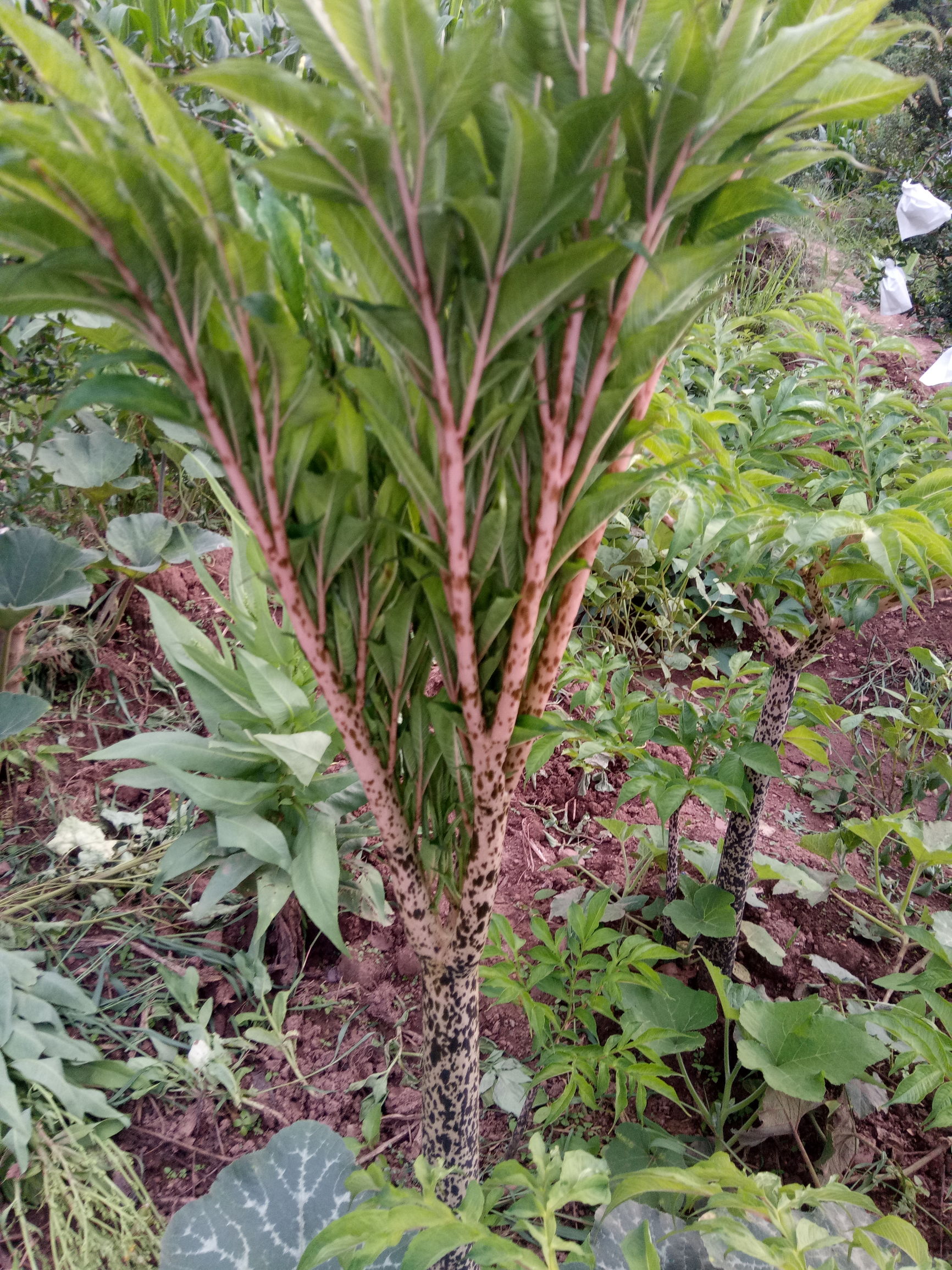 魔芋豆腐一年四季都有吗,魔芋豆腐适合什么季节吃