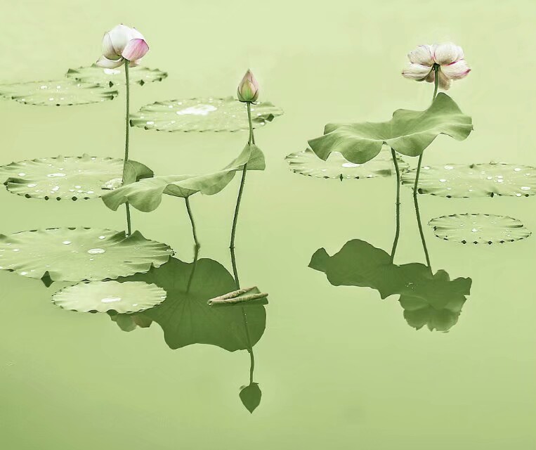 金姑娘昌吉,金姑娘牡丹