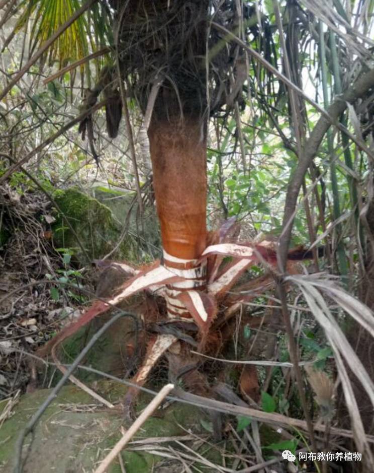 一个鸡蛋就可以让绿萝疯长,让绿萝长得快的方法有哪些