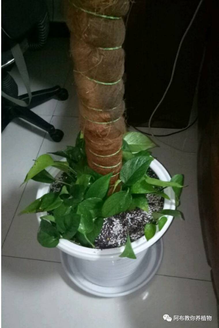 一个鸡蛋就可以让绿萝疯长,让绿萝长得快的方法有哪些