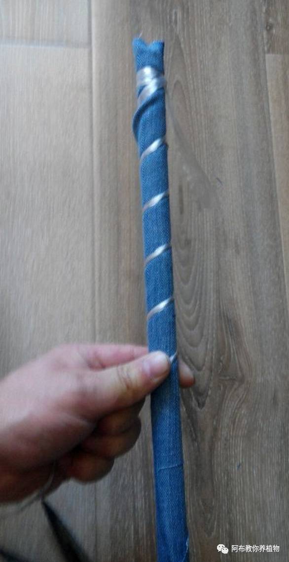 一个鸡蛋就可以让绿萝疯长,让绿萝长得快的方法有哪些