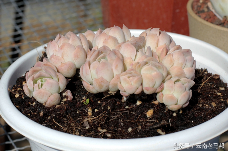 多肉怎么浇水最安全,多肉奇特养法图片