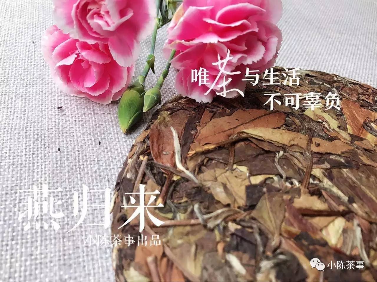 真正的白茶大师是什么样的？