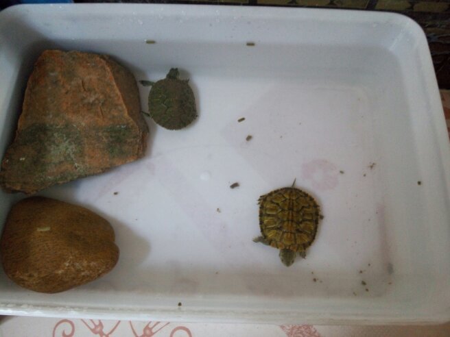 乌龟腐皮会自愈吗,小乌龟腐皮的症状