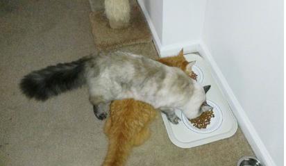 喵星人那些匪夷所思的瞬间,盘点喵星人的无语时刻合集