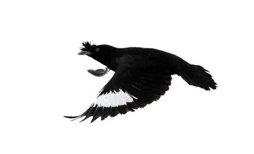 八哥飞到身上吉祥吗,八哥飞到野外能活吗