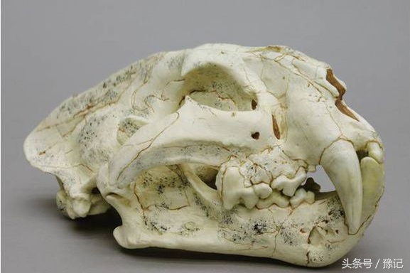 老虎的故乡在河南，“全球老虎日”想起它们：家还在，虎没了