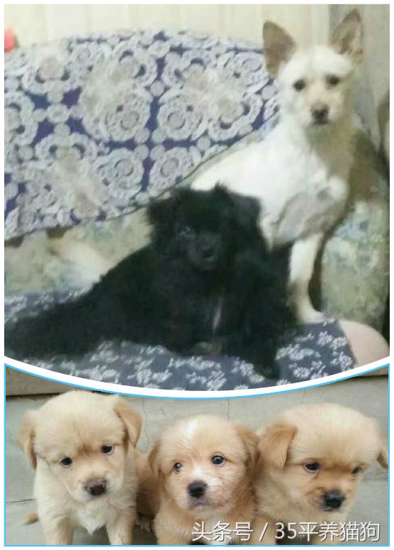 我和我的狗子们:养狗人的心醉幸福二三事儿