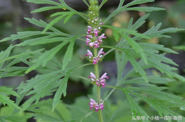 42种长在农村的神奇中草药,你想不到的神奇中草药