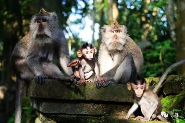 把至亲至爱带到巴厘岛度个假,顺便见证我们南纬8°的浪漫婚礼