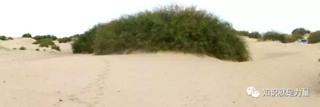 塔克拉玛干沙漠的植物有哪些,塔克拉玛干沙漠特殊的植物