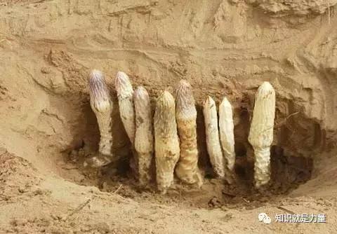 塔克拉玛干沙漠的植物有哪些,塔克拉玛干沙漠特殊的植物