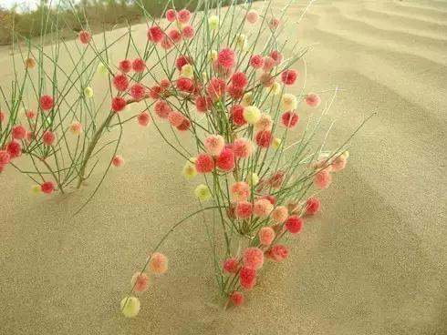 塔克拉玛干沙漠的植物有哪些,塔克拉玛干沙漠特殊的植物